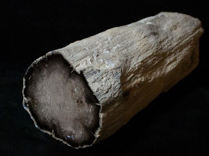 Petrified Juniper Limb/Root - McDermitt, Oregon #3268